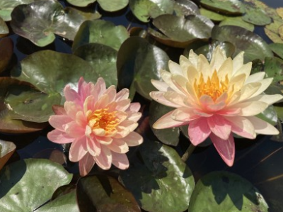 Нимфея Pan Mongkol, пророщенная, горшок